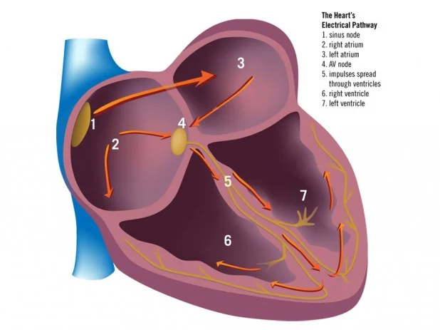 diagram illustrating the electrical pathways of the human heart