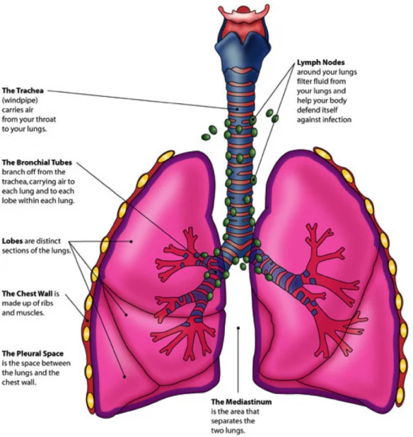 thoraciconocologymulti